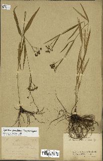 spécimen de Cynanchum paniculatum
