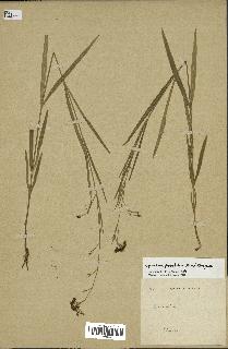 spécimen de Cynanchum paniculatum