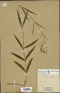 spécimen de Cynanchum paniculatum