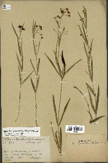 spécimen de Cynanchum paniculatum
