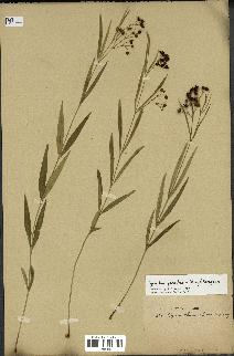 spécimen de Cynanchum paniculatum