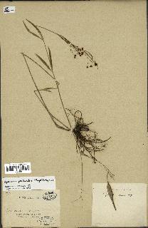 spécimen de Cynanchum paniculatum