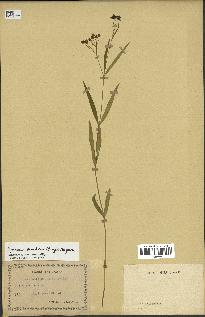 spécimen de Cynanchum paniculatum