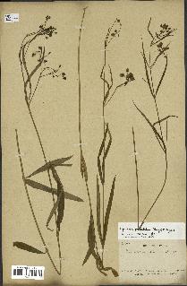 spécimen de Cynanchum paniculatum