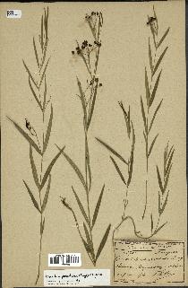 spécimen de Cynanchum paniculatum