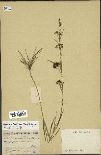 spécimen de Cynanchum paniculatum