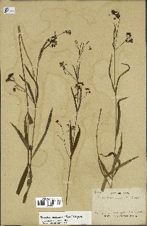 spécimen de Cynanchum paniculatum