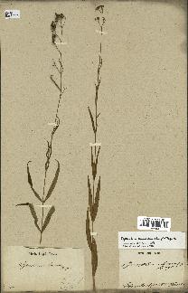 spécimen de Cynanchum paniculatum