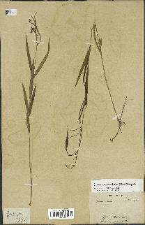 spécimen de Cynanchum paniculatum