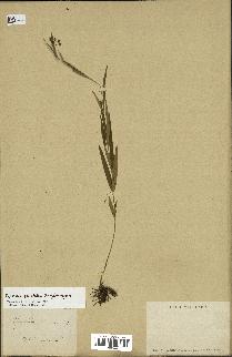 spécimen de Cynanchum paniculatum