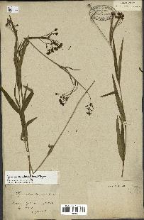 spécimen de Cynanchum paniculatum