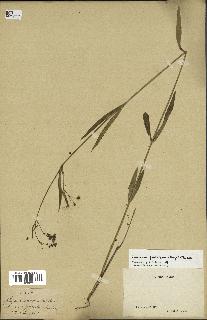 spécimen de Cynanchum paniculatum