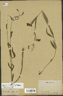 spécimen de Cynanchum paniculatum