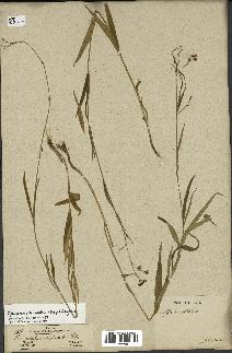 spécimen de Cynanchum paniculatum