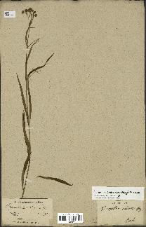 spécimen de Cynanchum paniculatum