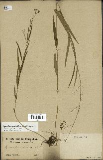 spécimen de Cynanchum paniculatum