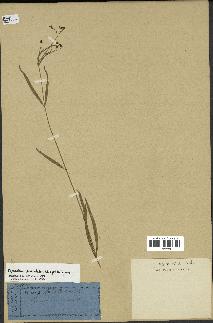 spécimen de Cynanchum paniculatum