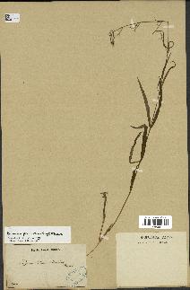 spécimen de Cynanchum paniculatum