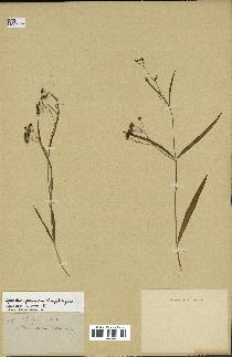 spécimen de Cynanchum paniculatum