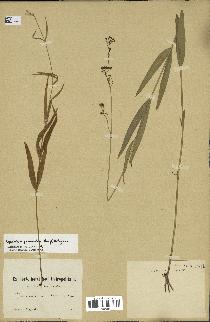 spécimen de Cynanchum paniculatum