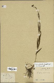 spécimen de Cynanchum paniculatum