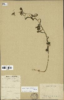spécimen de Cynanchum paniculatum