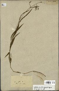 spécimen de Cynanchum paniculatum