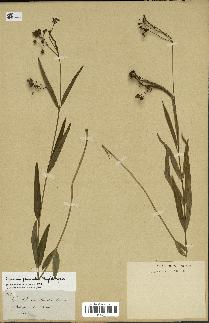 spécimen de Cynanchum paniculatum