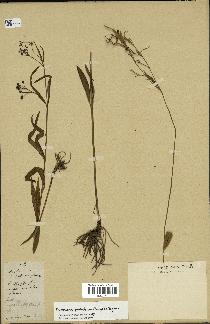 spécimen de Cynanchum paniculatum