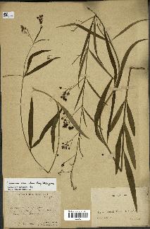 spécimen de Cynanchum paniculatum