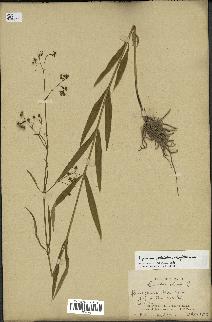 spécimen de Cynanchum paniculatum