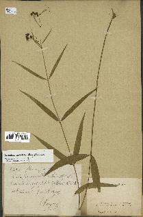 spécimen de Cynanchum paniculatum