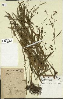 spécimen de Cynanchum paniculatum