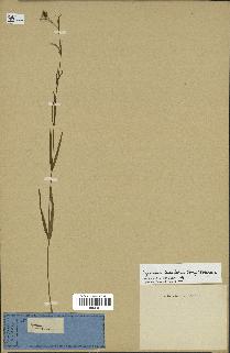 spécimen de Cynanchum paniculatum