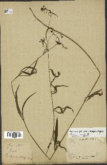 spécimen de Cynanchum paniculatum
