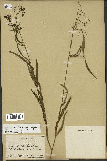 spécimen de Cynanchum paniculatum