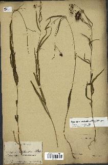 spécimen de Cynanchum paniculatum