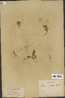 spécimen de Linaria laxiflora
