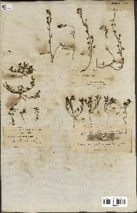spécimen de Linaria laxiflora