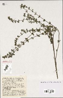 spécimen de Calamintha nepeta