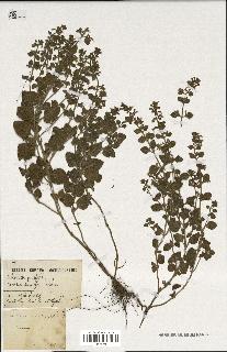 spécimen de Calamintha menthifolia