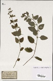 spécimen de Calamintha grandiflora