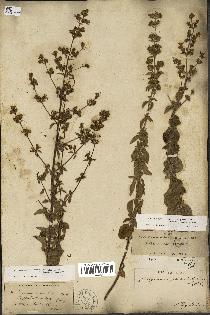 spécimen de Origanum vulgare