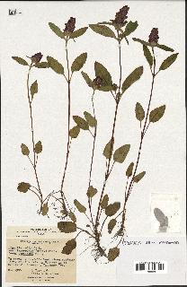 spécimen de Prunella vulgaris