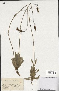 spécimen de Lavandula lanata