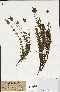 spécimen de Lavandula lanata