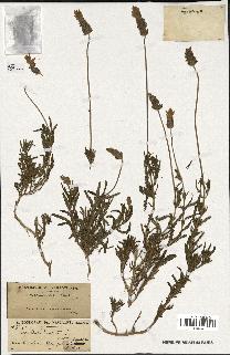 spécimen de Lavandula dentata