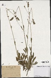 spécimen de Lavandula latifolia