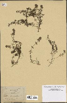 spécimen de Thymus serpyllum