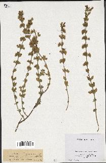 spécimen de Teucrium divaricatum